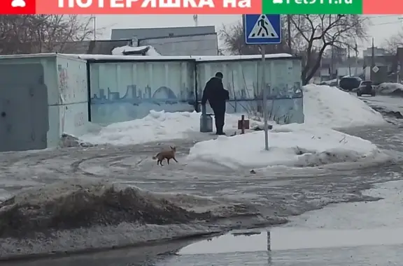 Собака с ошейником не дается в руки в Омске