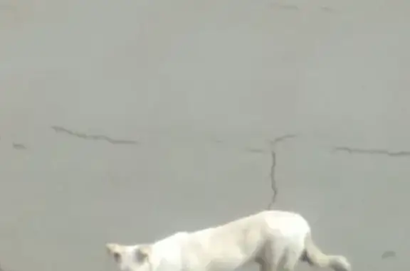 Найдена белая собака с ошейником на Колпинском шоссе, 34