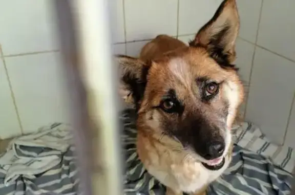 Найдена собака в Академгородке, возраст около 5 лет, без ошейника