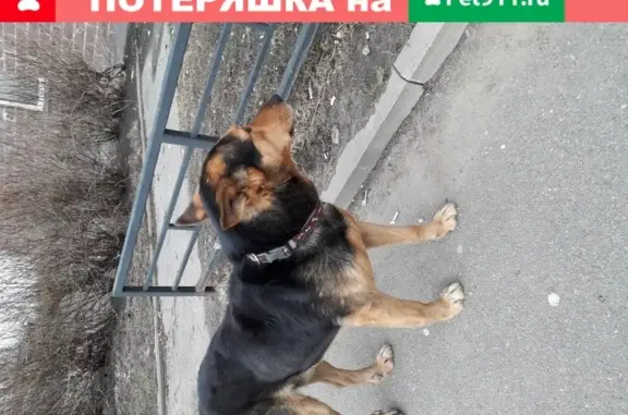 Собака без хозяина на улице в районе Парнас, СПб