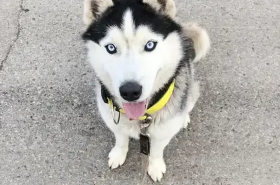 Собаки потеряшки, Ульяновск, фото: Потеряшка Хаски с голубыми глазами в Ульяновске