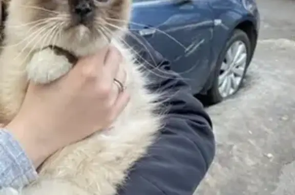 Пропала кошка на ул. Королева в Жуковском