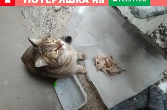 Найдена породистая кошка в Казани