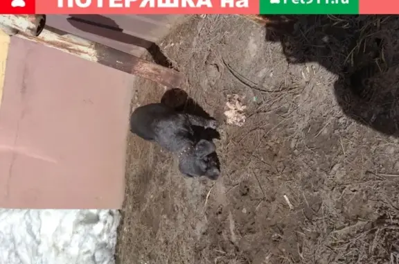 Найдена домашняя собака Мальчик в Казани