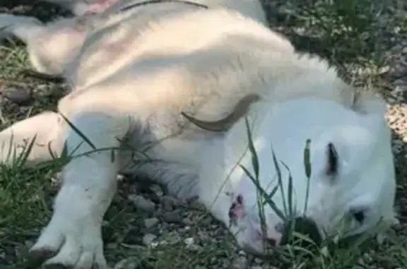 Пропала среднеазиатская овчарка в Пятигорске.