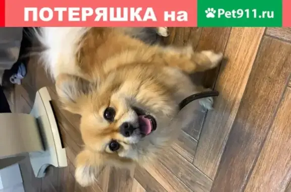 Найдена рыжая собачка в Глебовке, Новороссийск