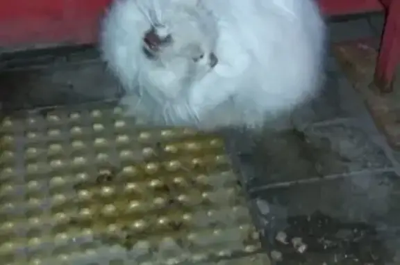 Найдена белая кошка в Краснодаре