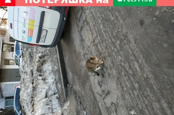 Найдена домашняя кошка на Рублёвском шоссе 42к1