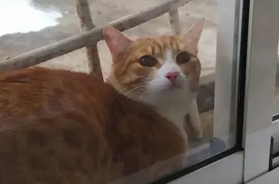 Найдена кошка на балконе в Томске