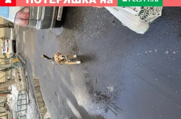 Собака ищет хозяев в Москве