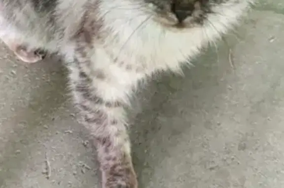 Кошка/кот найден на Ноксинском Спуске 41 в Казани