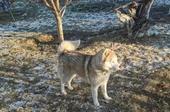 Пропала хаски 