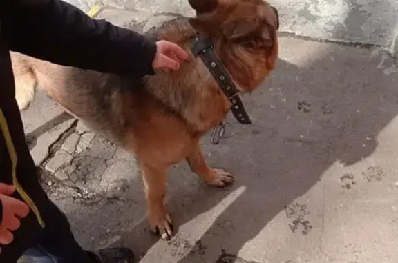 Найдена собака на Каширском шоссе в Москве