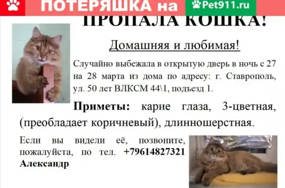 Пропала кошка на ул. 50 лет ВЛКСМ 44\1, Ставрополь
