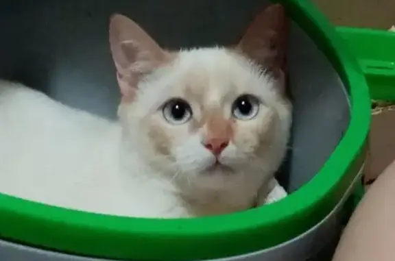Пропала бело-рыжая кошка в Петровске (37 символов)