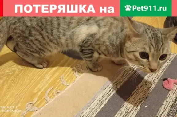 Найден ласковый кот на Болотниковской, ищет хозяев