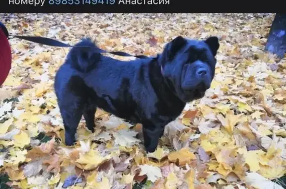 Пропала собака Булочка в Москве