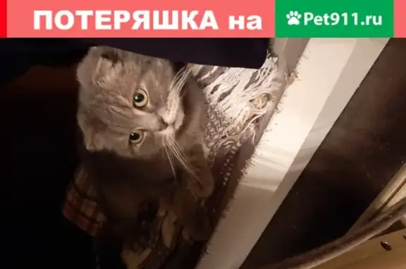 Найдена домашняя кошка серого окраса в Санкт-Петербурге