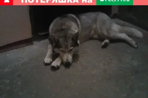 Найдена собака породы Хаски возле Галереи, ул. Володи Головатого