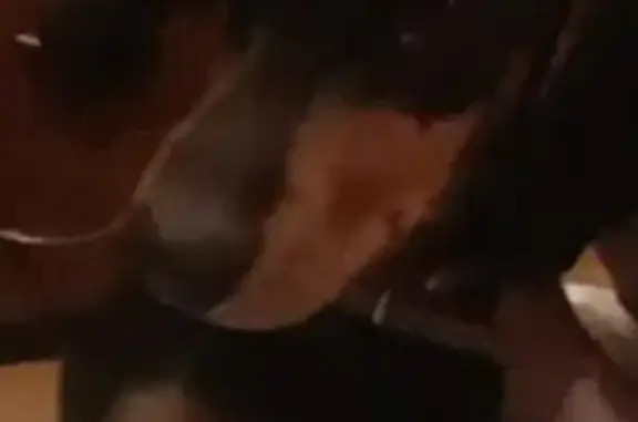 Собаки потеряшки, Томск, фото: Потеряшка собака 