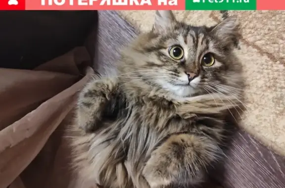 Пропала сибирская кошка в Ульяновске