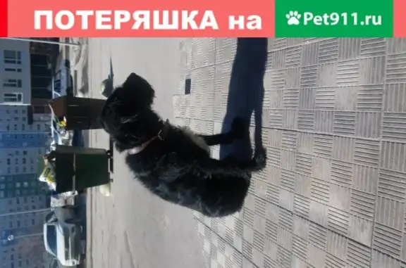 Найден грустный пес с ошейником в 14А квартале, Тольятти