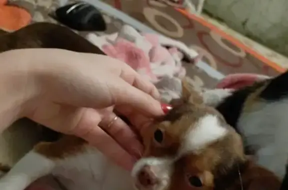 Собаки потеряшки, Усть-Лабинск, фото: Потеряшка собачка в а.Хатукай, ул.Полевая, коричнево-белый окрас, вознаграждение.