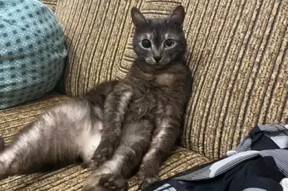 Кошки потеряшки, Санкт-Петербург, фото: Потеряшка кошка Мура в Санкт-Петербурге.