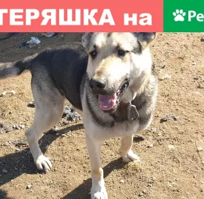 Собака с ошейником и командами в Санкт-Петербурге