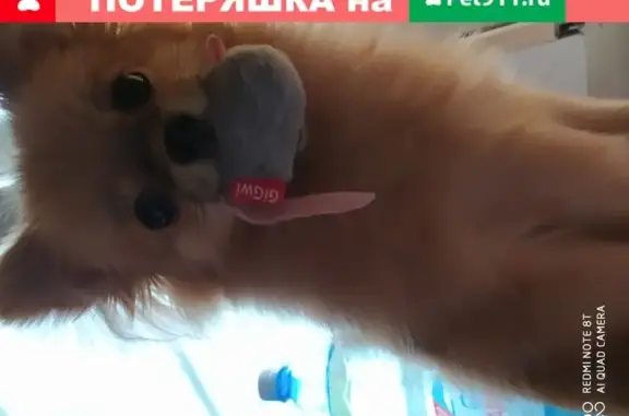 Пропала собака, Рыженькая девочка с клеймом на пузике, Новосибирск