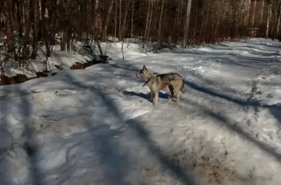 Найдена собака в Московском лесопарке, похожа на хаски