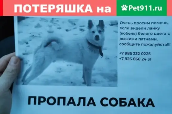 Пропала собака Лайка в Киржаче, белый с рыжими пятнами, чёрно-белый ошейник.