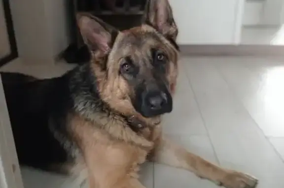 Потерянные животные Калининград, фото: Пропала немецкая овчарка на улице Камская в Калининграде