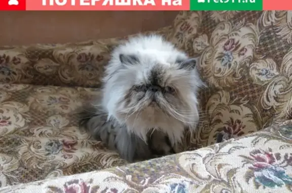 Пропала Персидская кошка возрастом 13 лет в Тамбове, рядом с улицами К.Маркса и Трудовым проездом.