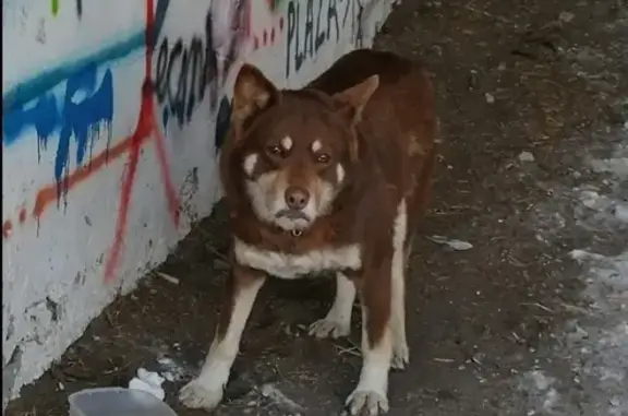 Найдена собака в д.Кадниково, коричнево-рыжая.
