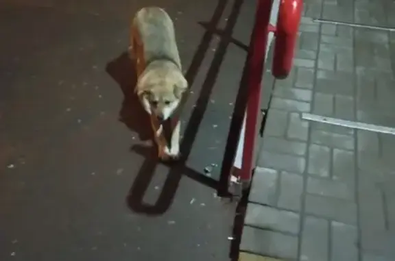 Собака найдена возле магнита на 339-й Стрелковой дивизии в Ростове