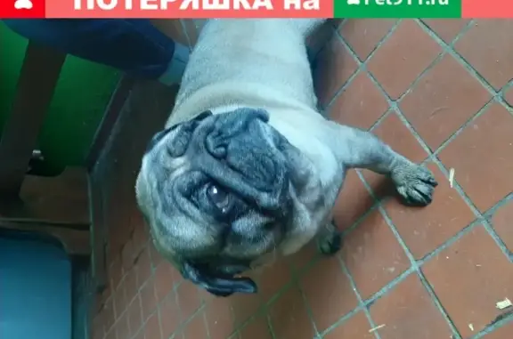 Найдена игривая собака в Петрозаводске