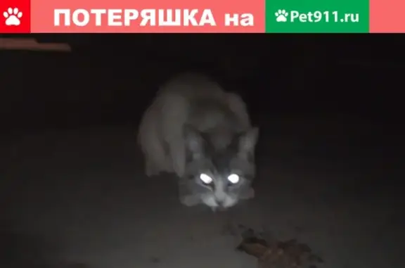 Найдена кошка СПб на Авиационной улице