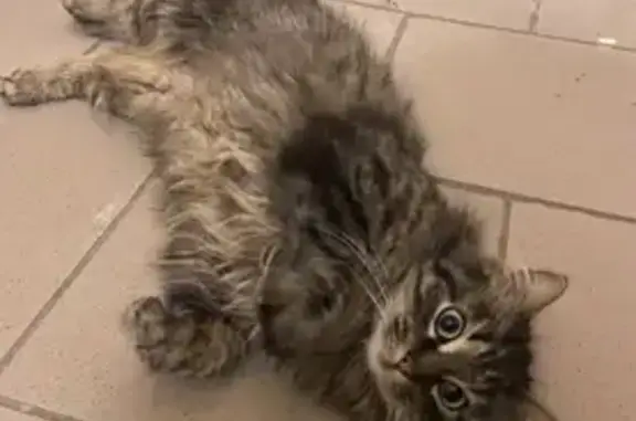 Найдена кошка на улице Васенко 12 в СПб