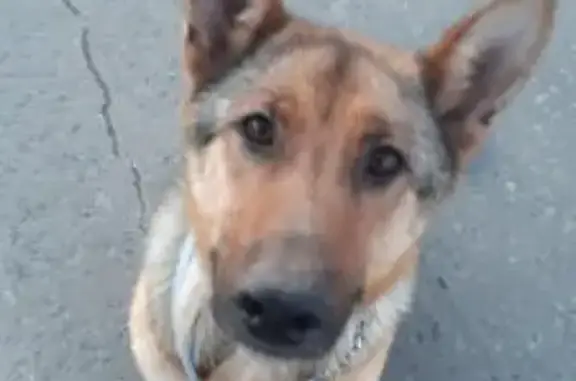 Собака найдена в Байнах, ошейник белый - Богданович
