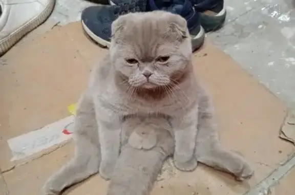 Найдена ручная кошка в Ростове