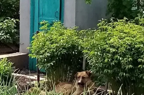 Пропала собака Тёма в Оренбурге на Мебельной улице