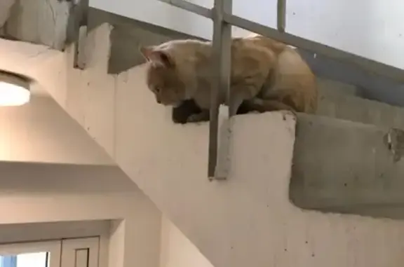 Найден рыжий кот в поселке Коммунарка, Москва