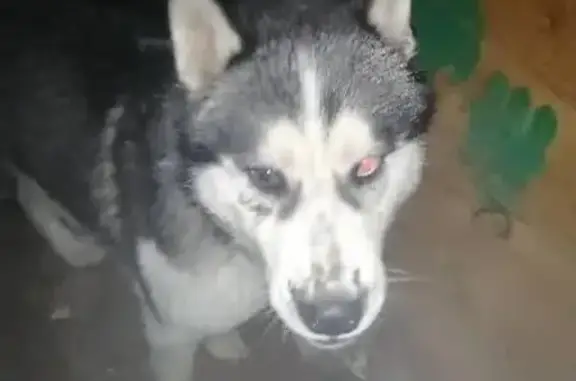 Найдена собака с разными глазами на Беляевской улице в Оренбурге