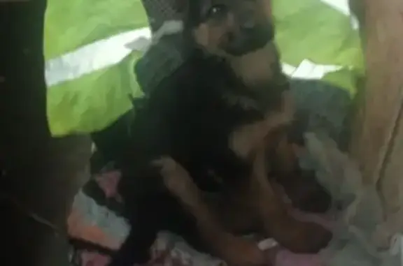 Потерянные животные Барнаул, фото: Пропала Немецкая овчарка, мальчик, 3 мес. на Малиновой, 13