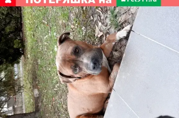 Раненый пёс найден у кардиодиспансера в Ставрополе