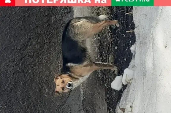 Собака на Металлургов 22 (Екатеринбург)