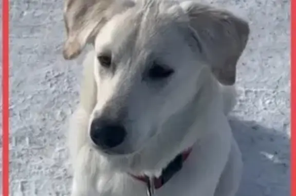 Собаки потеряшки, Тюмень, фото: Потеряшка Метис лабрадора и хаски, 8 мес., ул. Зелёная, Тюмень