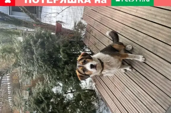 Собака найдена в пос. Вешки, ул. Вешкинская 79, Москва.