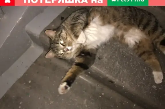 Кошка найдена на Кожевникова, 13 в Новосибирске